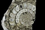 Polished Fossil Goniatite Cluster - Germany #125439-1